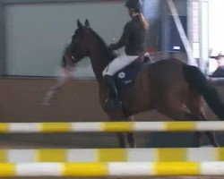 jumper Portos 46 (German Warmblood, 2006, from Pilotus)