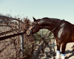 dressage horse Frieda Ballerina LK (Westphalian, 2015, from Feedback 16)