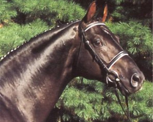 stallion Dream of Heidelberg I (Rhinelander, 1991, from Donnerschlag)