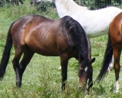 broodmare Mimosa (Württemberger, 1990, from Matcho Son)