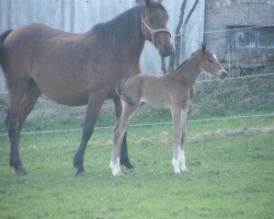 broodmare Elena XII (Trakehner, 2001, from Waitaki 31)