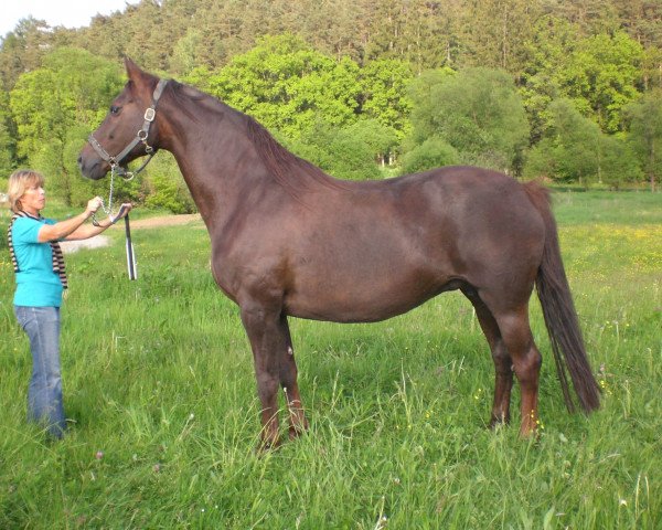 broodmare Charisma (Oldenburg, 1997, from Dream of Heidelberg I)