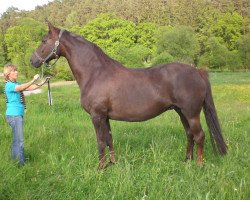 broodmare Charisma (Oldenburg, 1997, from Dream of Heidelberg I)