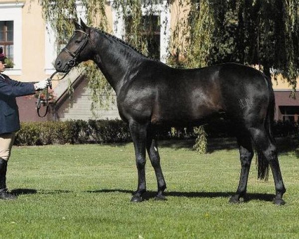 stallion Uckermärker (Trakehner, 1993, from Goldino)