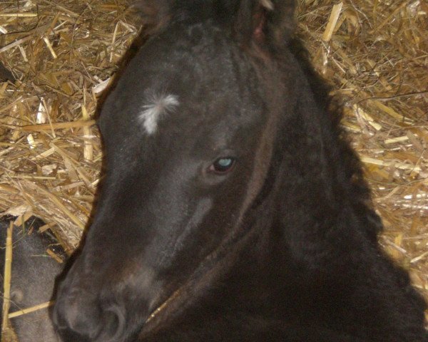 broodmare Chiara Suerte (Bavarian, 2010, from Royal Classic I)