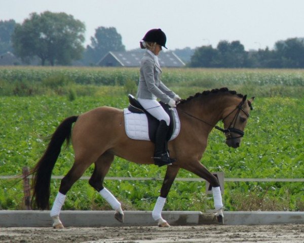 dressage horse Catch me (German Riding Pony, 2004, from Cassini)