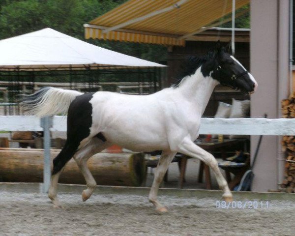 Pferd Le Cheval (Hessisches Warmblut, 2010, von CC Top)