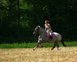 broodmare Zera (South German draft horse, 2004, from Marco Nero VIV)