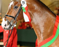 Deckhengst Captain Cooper (Belgisches Warmblut, 2008, von Cooper van de Heffinck)