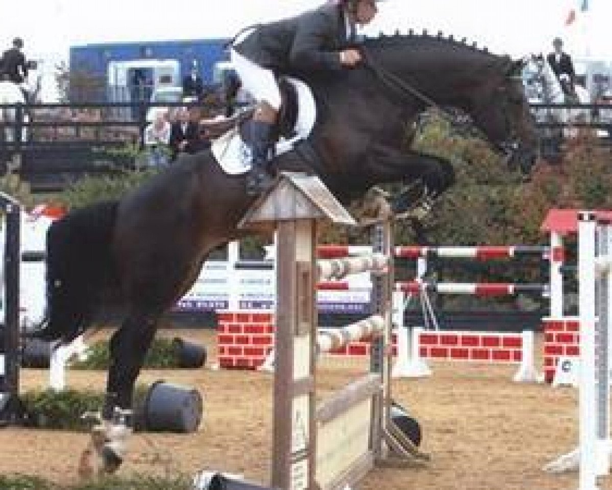 Deckhengst Dignified van't Zorgvliet (Belgisches Warmblut, 2000, von Clinton)
