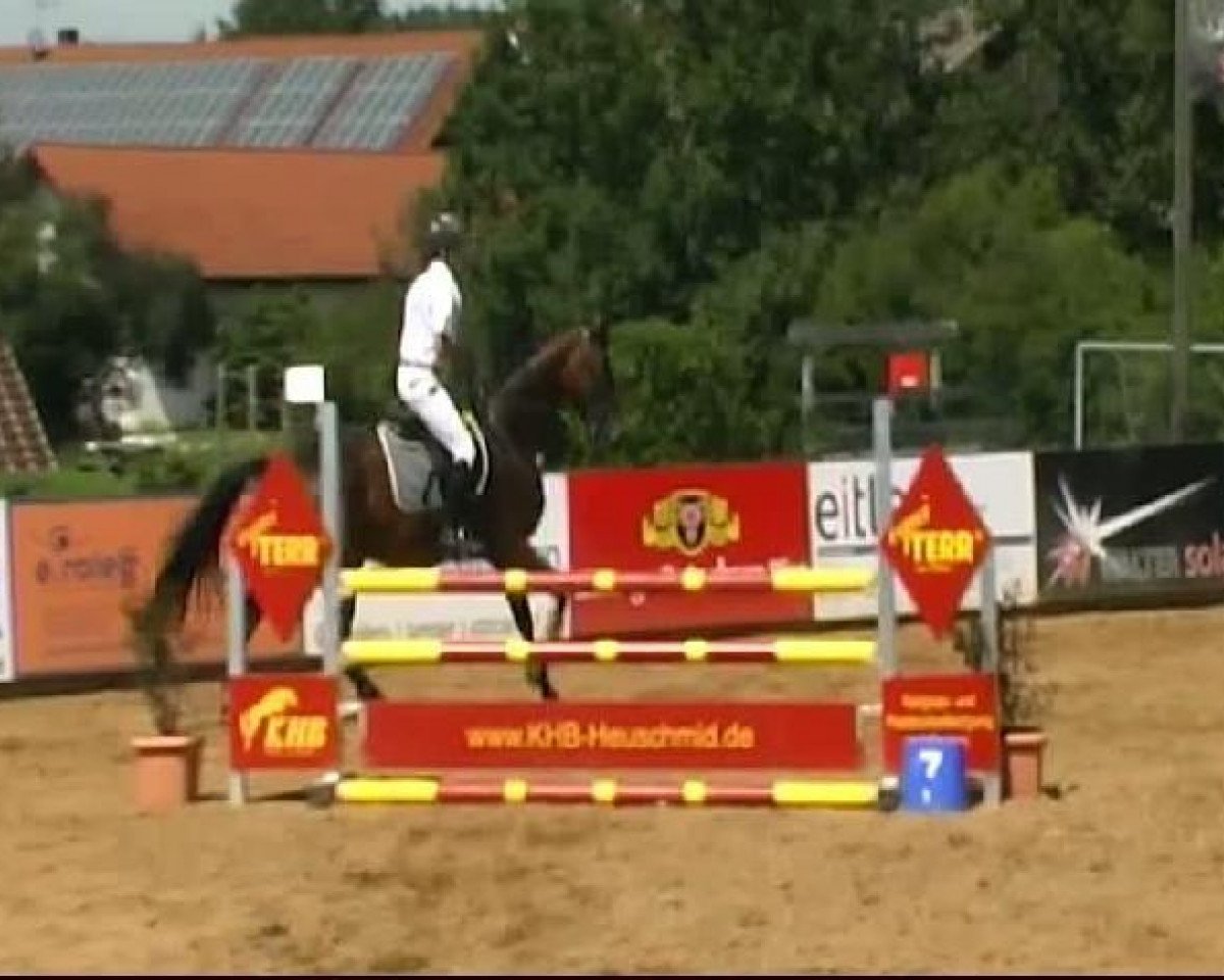 jumper Quidam 12 (Oldenburg, 2006, from Quidam de Revel)