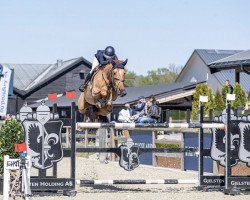 jumper Tora (Swedish Warmblood, 2013, from Toulouse)