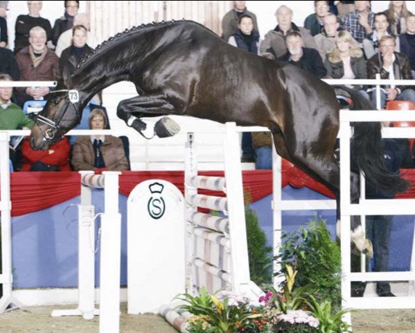stallion Toulouse (Oldenburg show jumper, 2006, from Toulon)