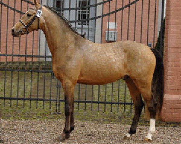 dressage horse Classic Dancer II (German Riding Pony, 2005, from FS Champion de Luxe)