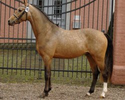 Dressurpferd Classic Dancer II (Deutsches Reitpony, 2005, von FS Champion de Luxe)