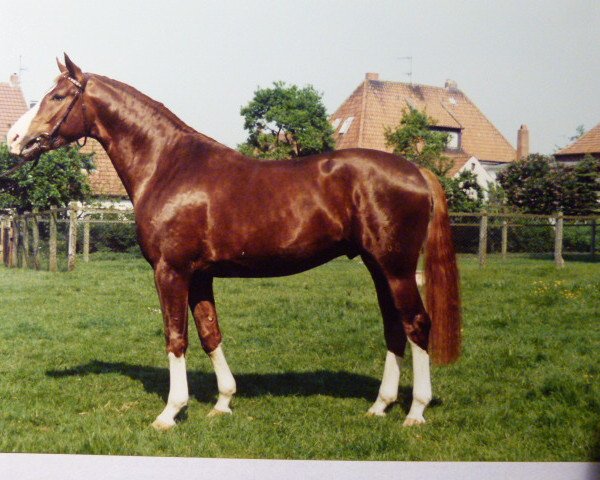 stallion Pluspunkt (Westphalian, 1986, from Pilot)