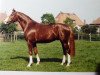 stallion Pluspunkt (Westphalian, 1986, from Pilot)