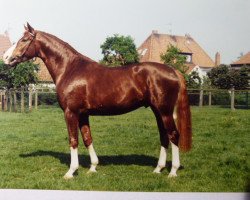 stallion Pluspunkt (Westphalian, 1986, from Pilot)