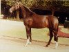 stallion Damiani (Westphalian, 1993, from Dinard L)