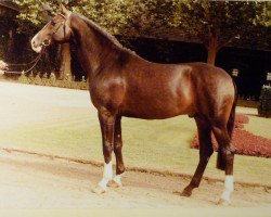 stallion Damiani (Westphalian, 1993, from Dinard L)