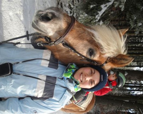 Zuchtstute Mizpa (Haflinger, 1986, von Montana)