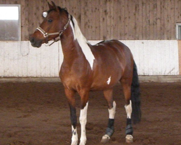 Pferd Castillo (Andalusier, 1997)