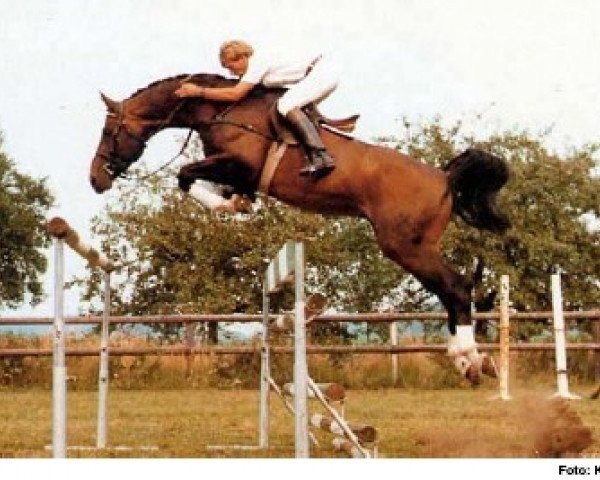 horse Domino (Hanoverian, 1976, from Domspatz)