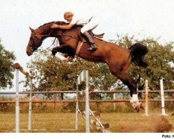 stallion Domino (Hanoverian, 1976, from Domspatz)