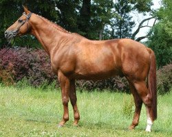 stallion Harlem Go (Trakehner, 1998, from Maizauber)