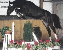 horse Atlantico (Swiss Warmblood, 1994, from Apartos)