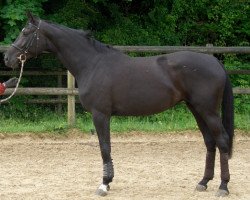 horse Delilah (Schweizer Warmblut, 2005, from Stedinger)