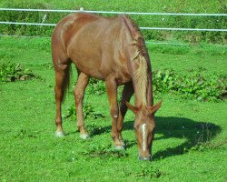 broodmare Preziosa 7 (Württemberger, 1996, from Pluto)