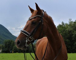 dressage horse Dantino (Bavarian, 2013, from Destano)