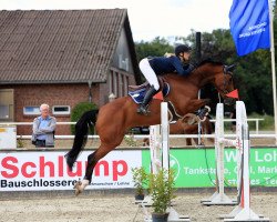 jumper Cordt (Oldenburg show jumper, 2016, from Chaccodello)