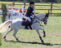 horse Castor (New Forest Pony, 1989, from Corvin)