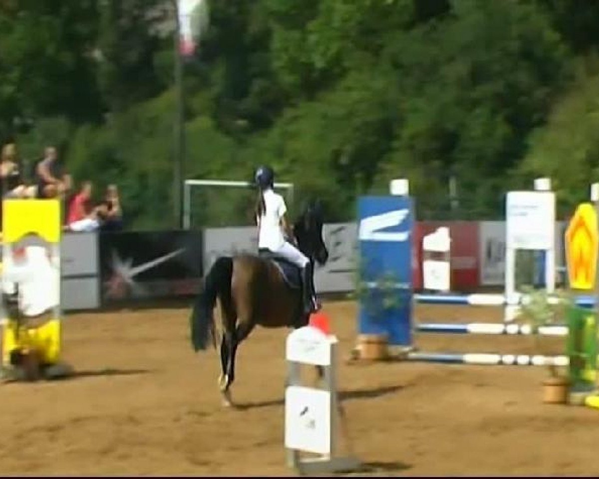 jumper Pandora 240 (Danish Reitpony, 1999)