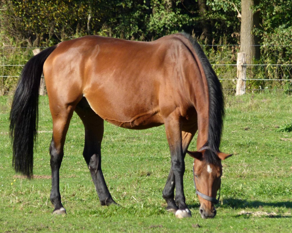broodmare Marjolein (KWPN (Royal Dutch Sporthorse), 1994, from Clavecimbel)