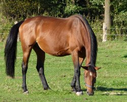 Zuchtstute Marjolein (KWPN (Niederländisches Warmblut), 1994, von Clavecimbel)