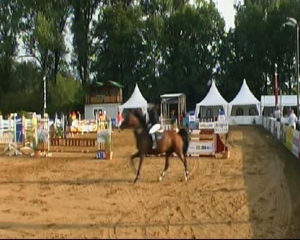 Springpferd Arifa (KWPN (Niederländisches Warmblut), 2005, von Canturo)