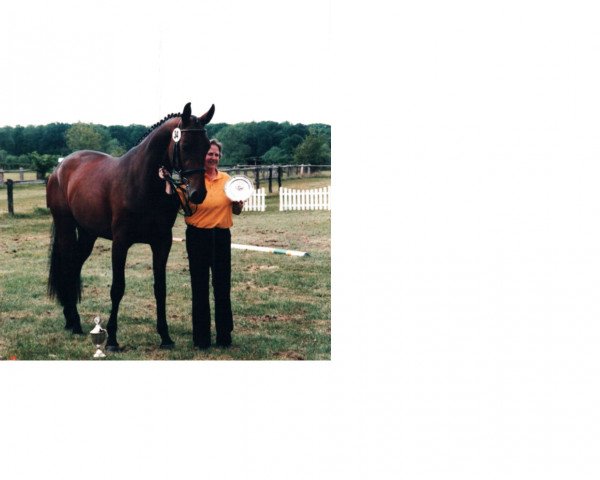 broodmare Castania A (Hanoverian, 2004, from Connery)