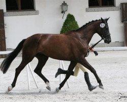 Pferd Delana (Schweizer Warmblut, 2003, von Heraldik xx)