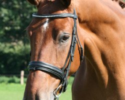 dressage horse Raffaelo (Westphalian, 2006, from Riverside)