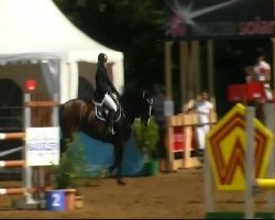 jumper Sorella 11 (Hanoverian, 2003, from Salieri)