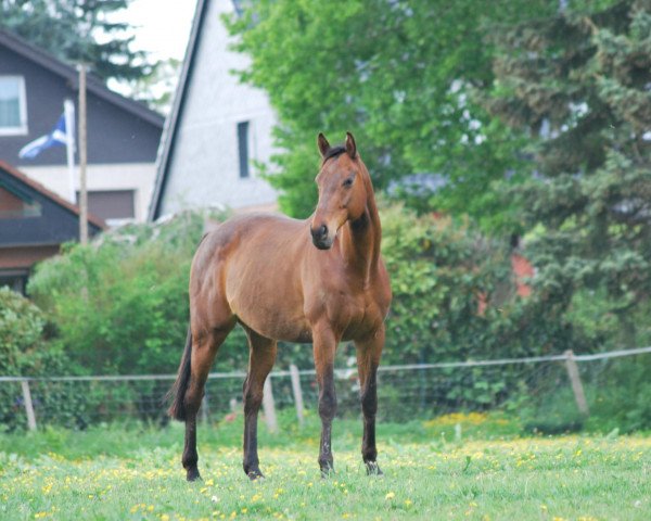 horse Noble Directa xx (Thoroughbred, 2000, from Octagonal xx)