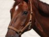 dressage horse Balou (Hanoverian, 1997, from Brentano II)