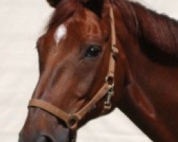 dressage horse Balou (Hanoverian, 1997, from Brentano II)