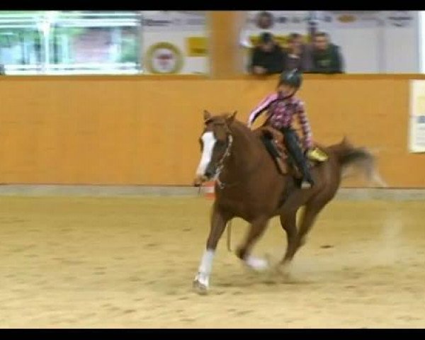 horse KK Three Bars Colyn (Quarter Horse, 2004, from Pepper Kerrys San)