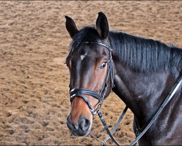 broodmare Bella 874 (Bavarian, 2005, from Charming 8)