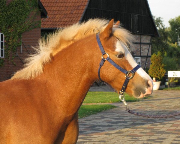 horse Peppino (Welsh mountain pony (SEK.A), 2004)