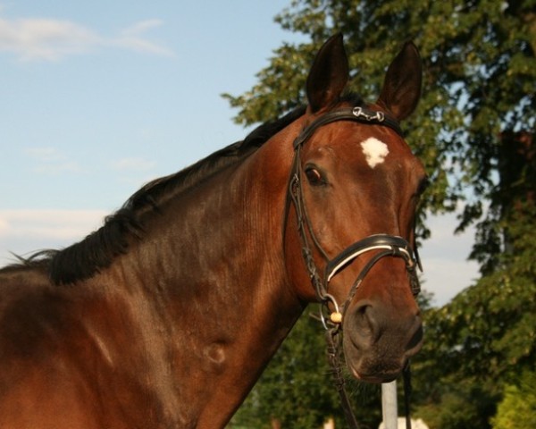 Pferd Prinz Phillipp (Westfale, 1996, von Power)